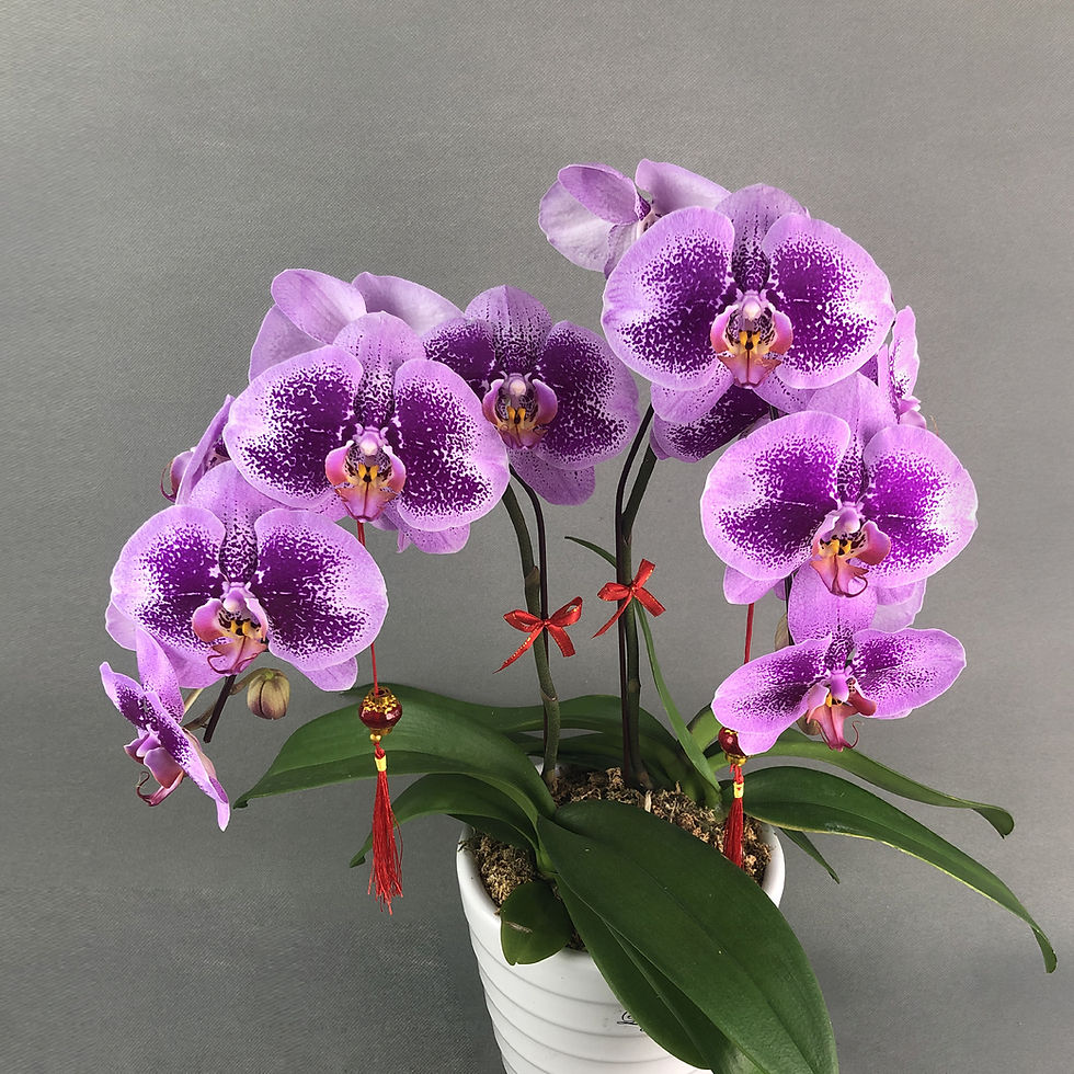 Thumbnail: Taiwan Burgundy Spots Lavender Phalaenopsis Orchids