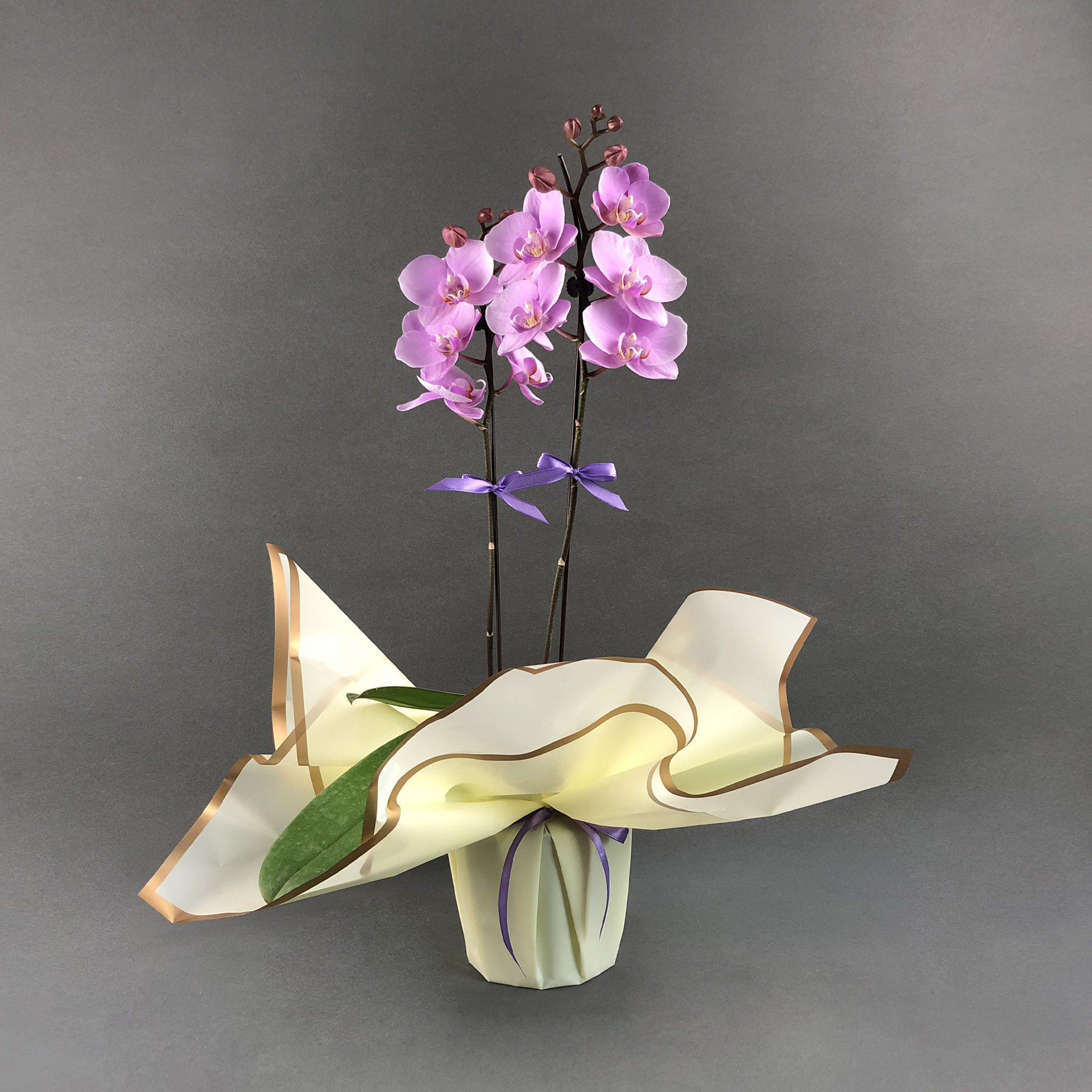 Pastel Pink Phalaenopsis Orchids