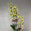 Thumbnail: Yellow Maroon Lip Dendrobium Orchids
