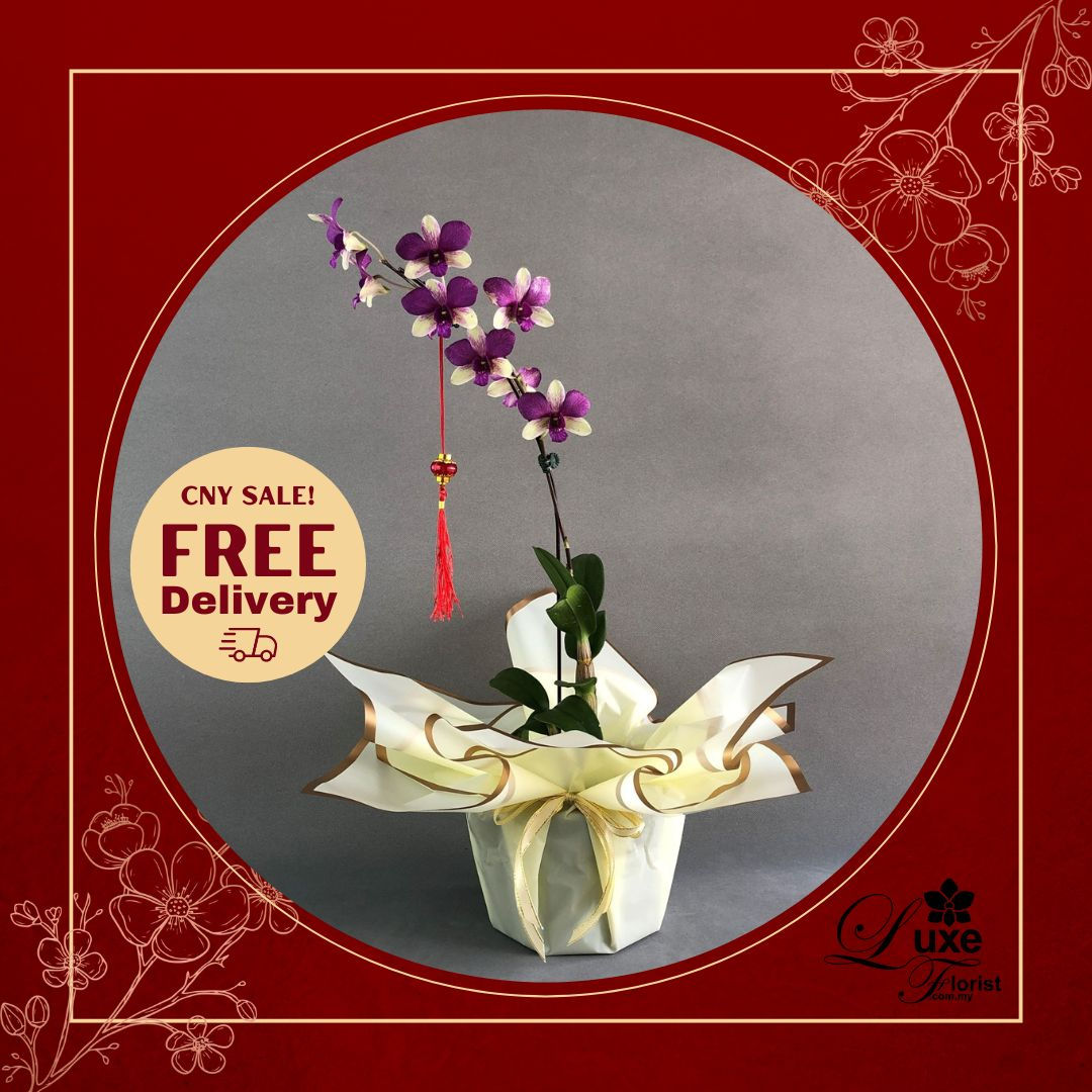 Purple with Yellow Green Dendrobium Orchids