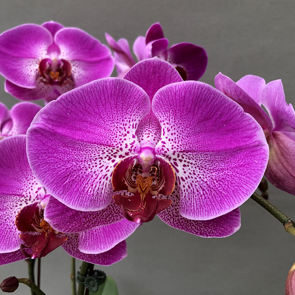 Thumbnail: Taiwan Purple Fuchsia Spots Veins Phalaenopsis Orchids