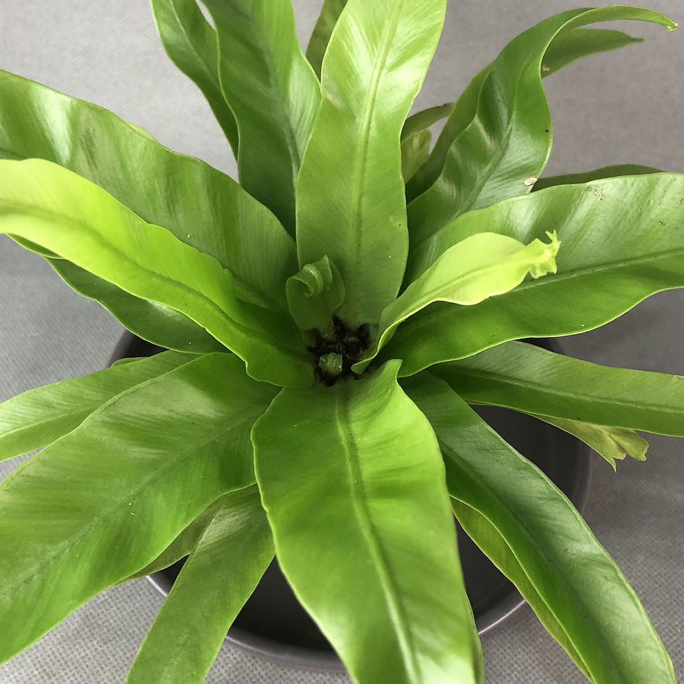 Thumbnail: Asplenium Osaka Fern Kokedama