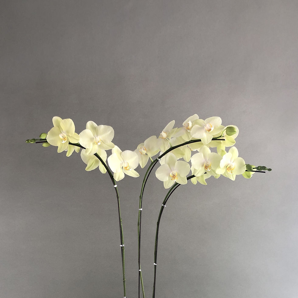 Thumbnail: Lime Yellow Phalaenopsis Orchids