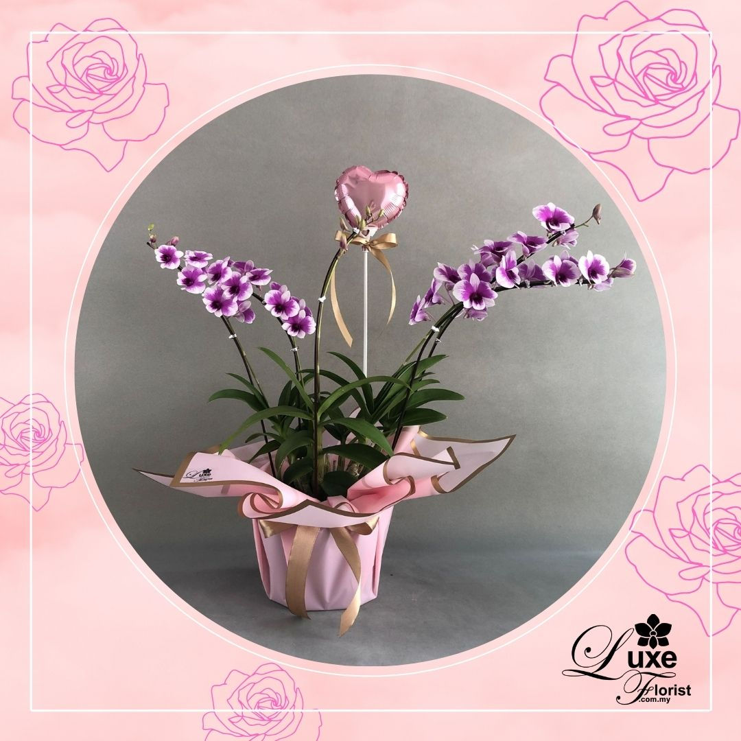 Dendrobium Yaya Purple Shaded White Orchids