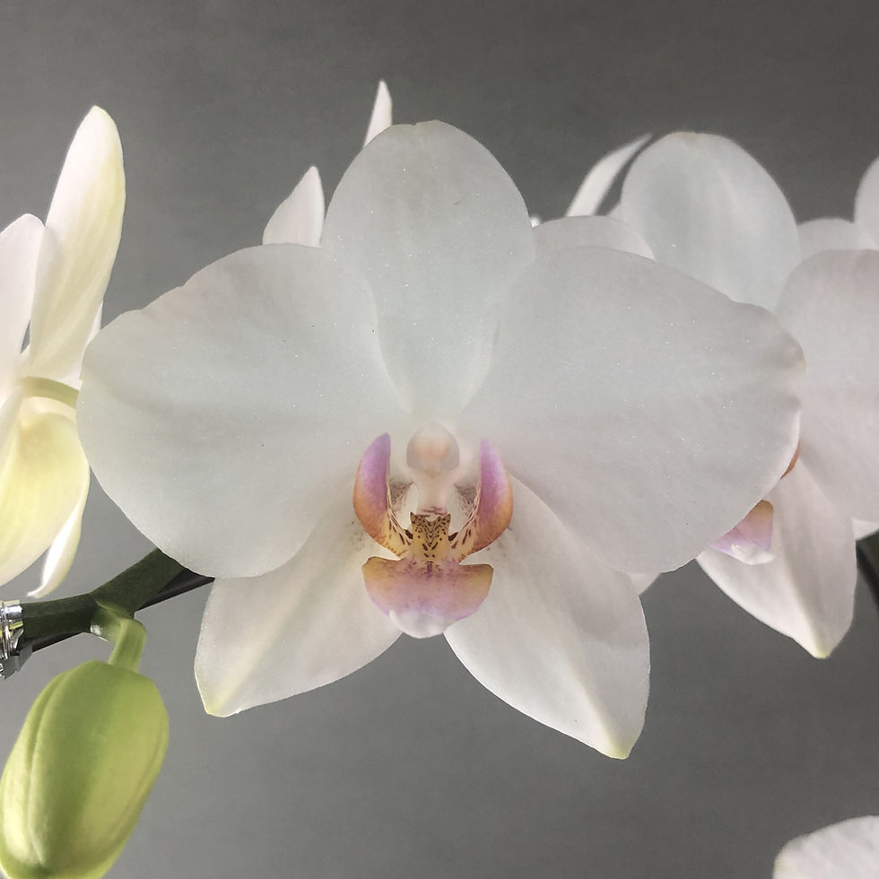 Thumbnail: Pearl White Phalaenopsis Orchids