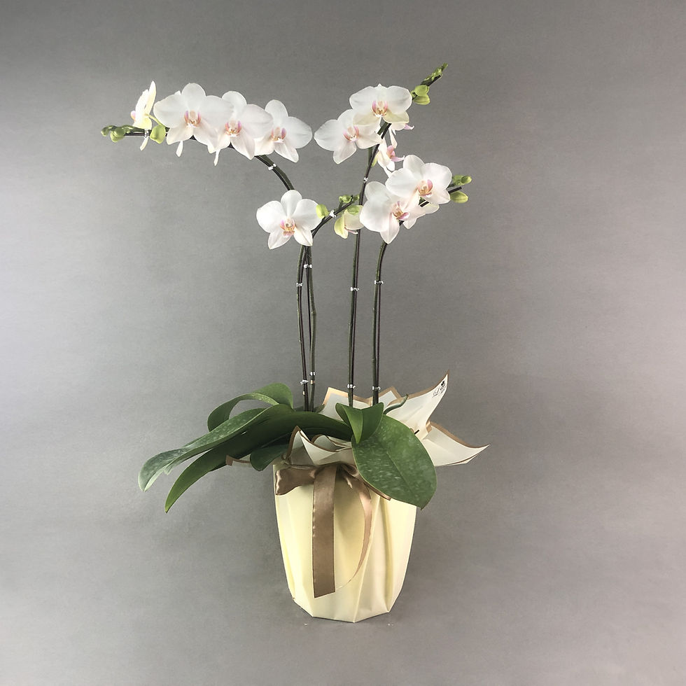 Thumbnail: Pearl White Phalaenopsis Orchids