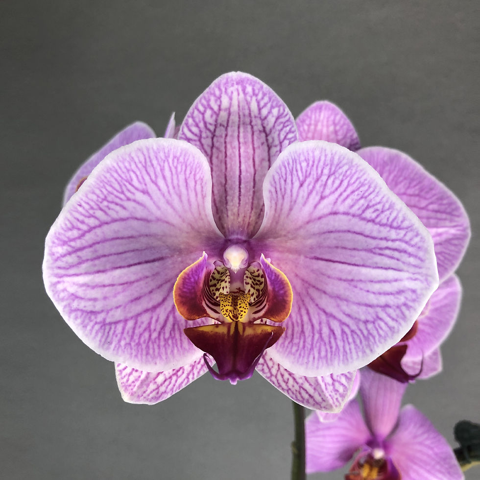 Thumbnail: Pink Stripes Phalaenopsis Orchids