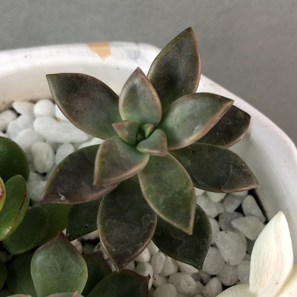 Thumbnail: Bunny Succulents Plant Arrangement