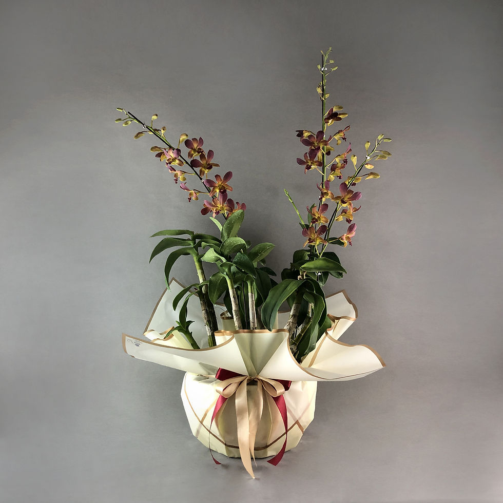Thumbnail: Maroon Gold Bicolor Dendrobium Orchids