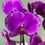 Thumbnail: Taiwan Purple Fuchsia Splash Phalaenopsis Orchids