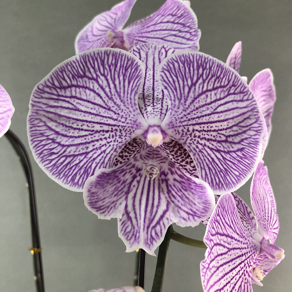 Thumbnail: Lilac Stripes Phalaenopsis Orchids