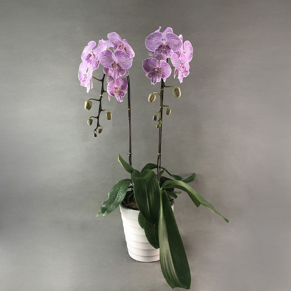 Thumbnail: Lilac Stripes Phalaenopsis Orchids