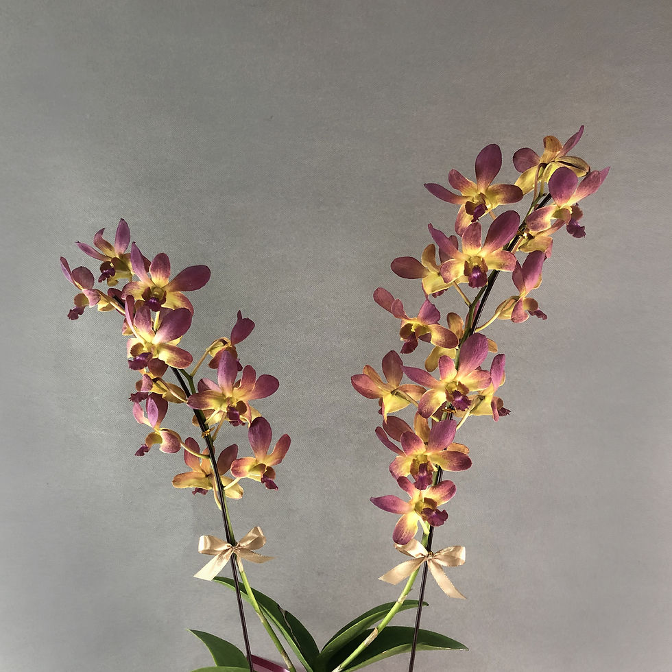 Thumbnail: Maroon Gold Bicolor Dendrobium Orchids