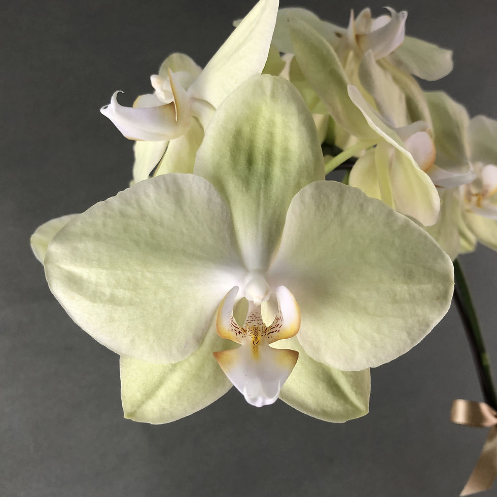 Thumbnail: Lime Yellow Phalaenopsis Orchids