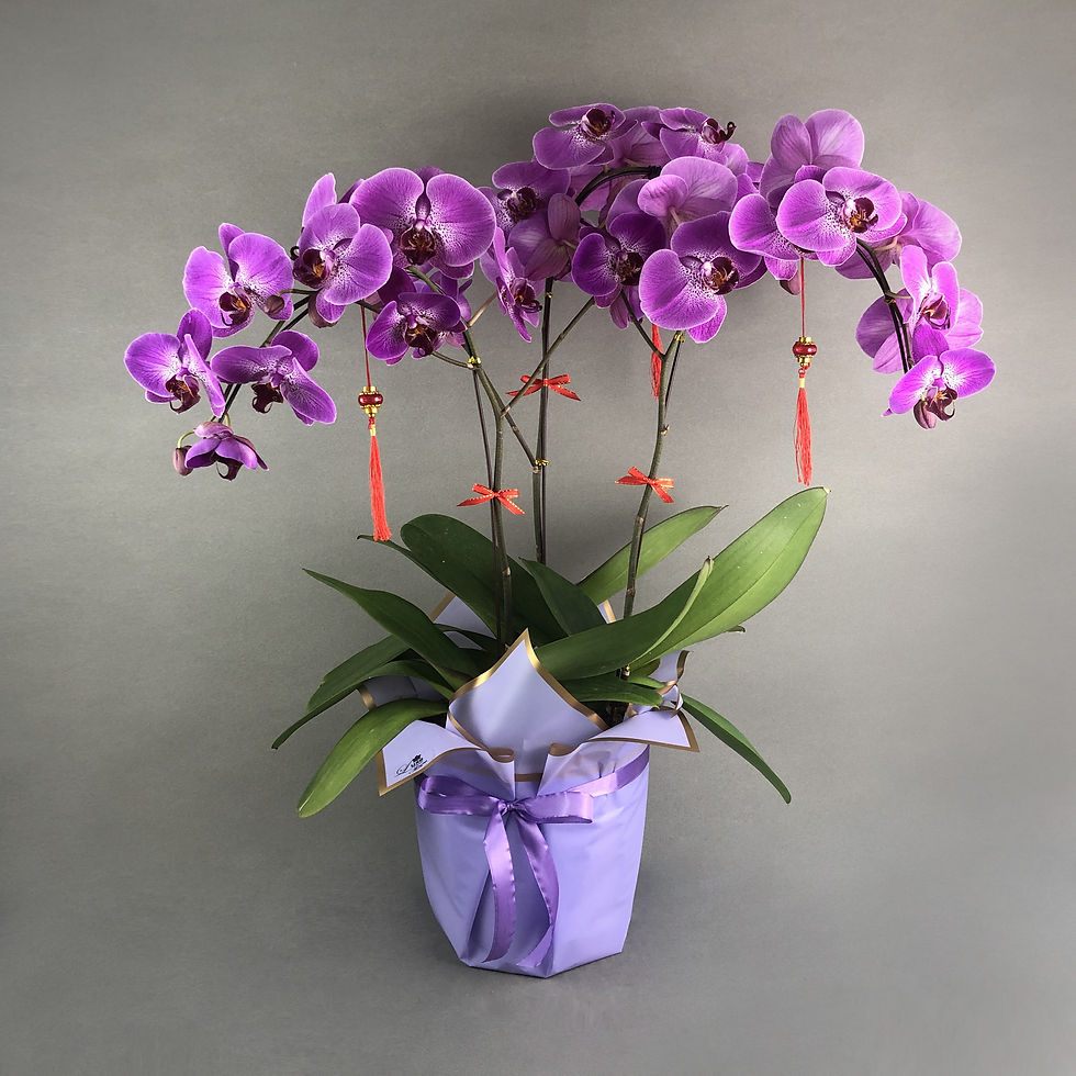Thumbnail: Taiwan Purple Fuchsia Spots Veins Phalaenopsis Orchids