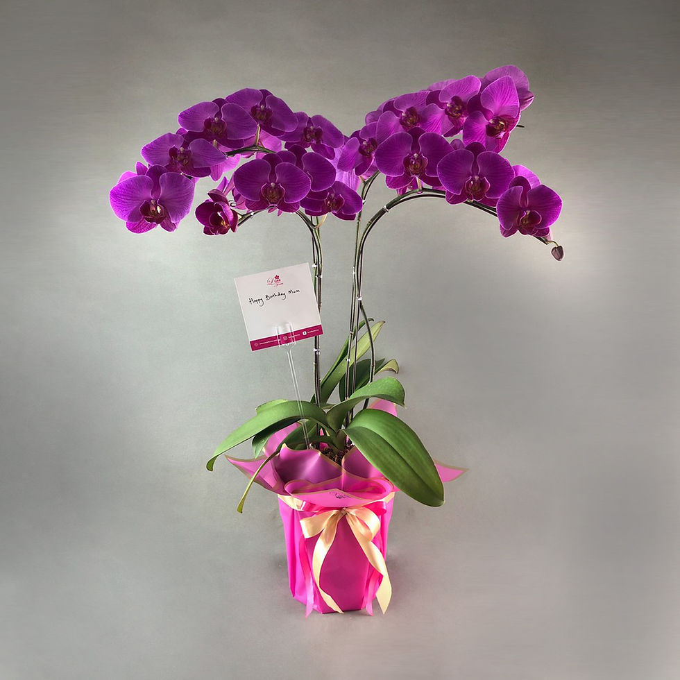 Thumbnail: Purple Fuchsia Phalaenopsis Orchids