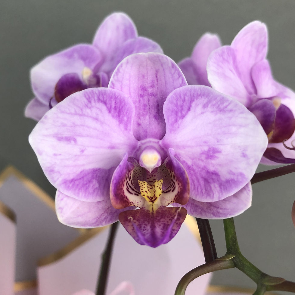 Thumbnail: Mini Lavender Veins Phalaenopsis Orchids