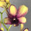 Thumbnail: Yellow Maroon Stripe Dendrobium Orchids