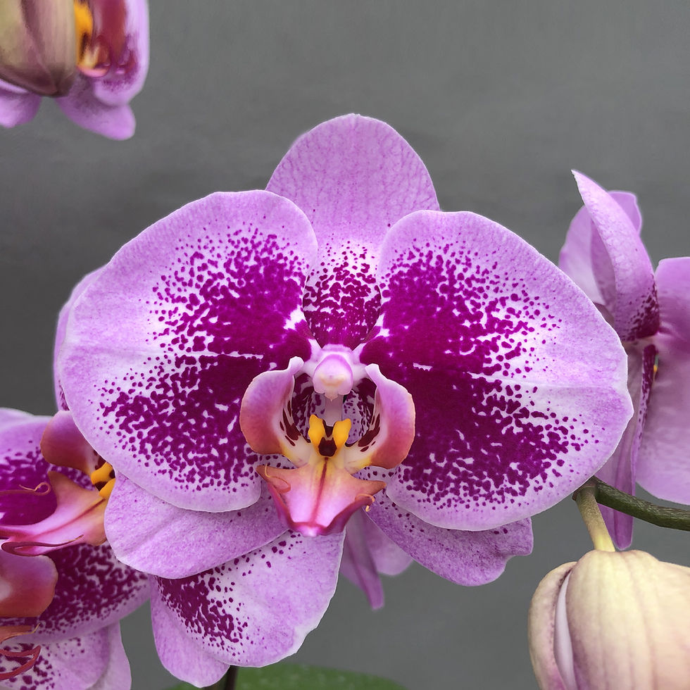 Thumbnail: Taiwan Burgundy Spots Lavender Phalaenopsis Orchids