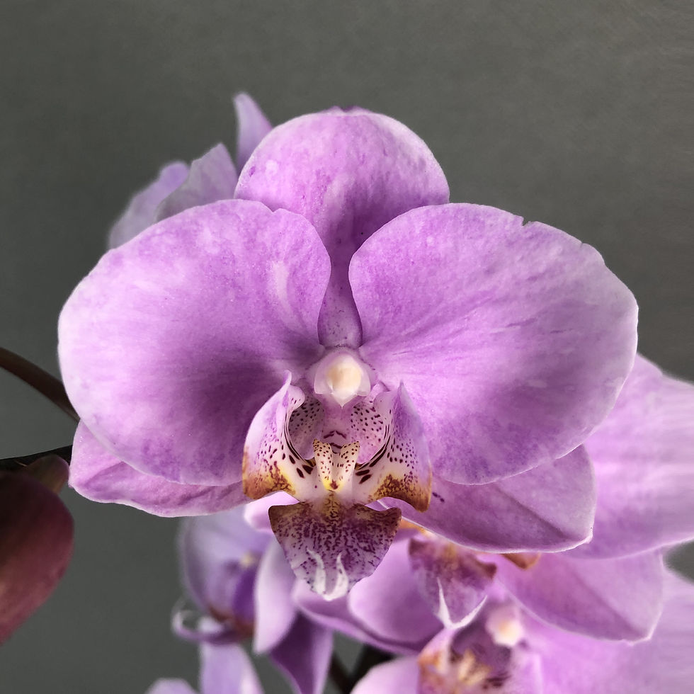 Thumbnail: Mini Pink Purple Splash Phalaenopsis Orchids
