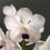 Thumbnail: White Ascocenda Orchids