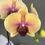 Thumbnail: Pastel Peach Lavender Bicolor Phalaenopsis Orchids