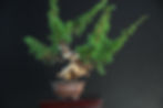 Shimpaku Juniper