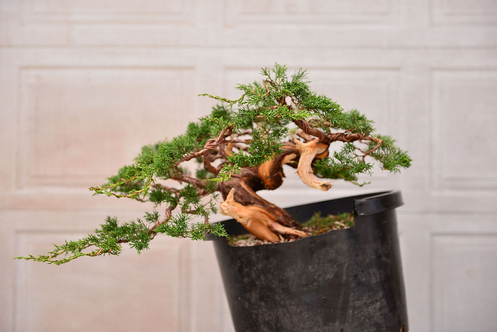 Shimpaku Juniper