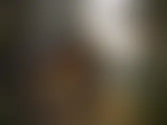 Cabaña en bosque maduro con privacidad en Tapalpa