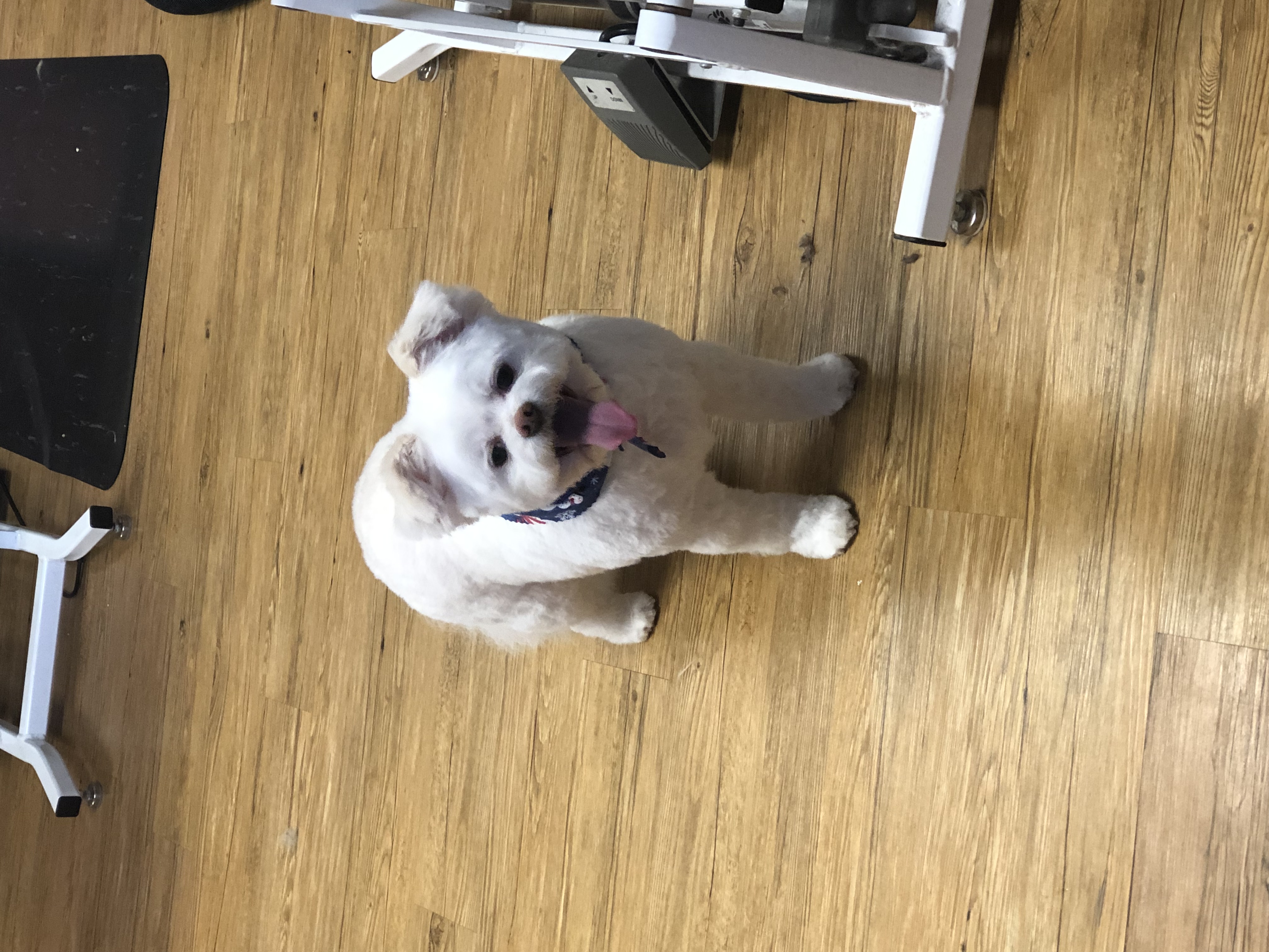 Two tails sale grooming