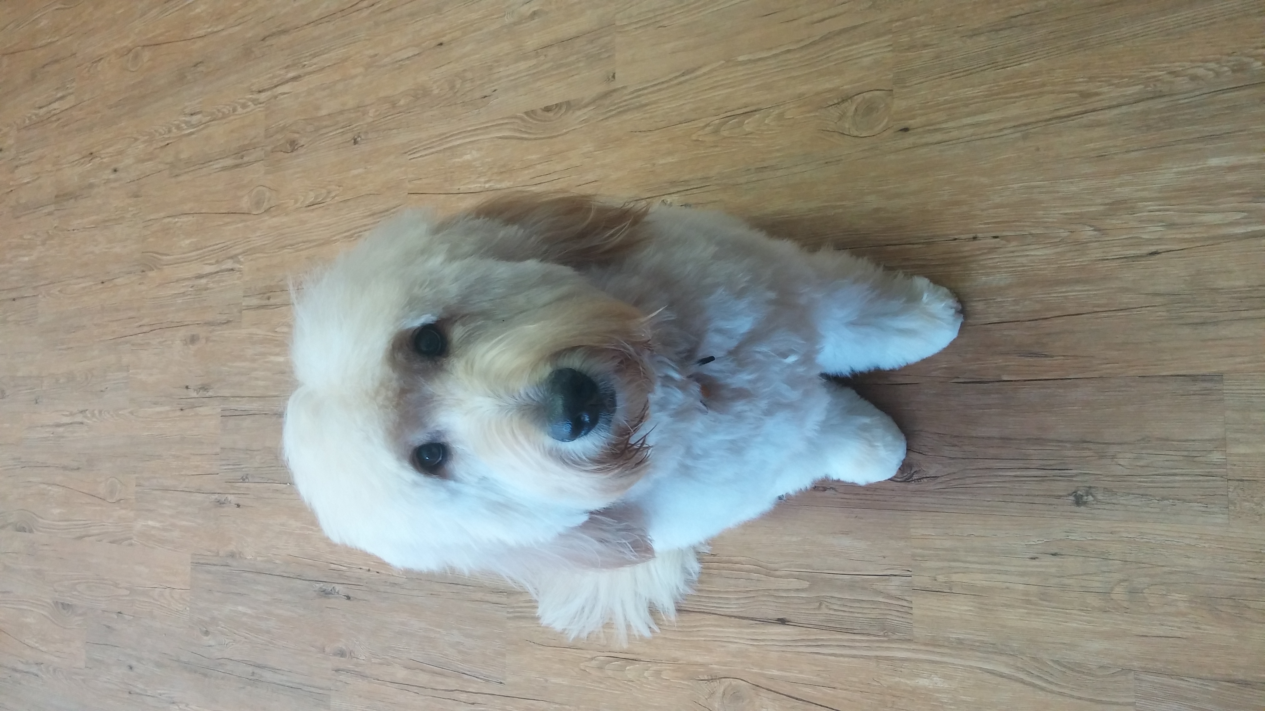 Dog Groomer Thiensville Two Tails Grooming Salon