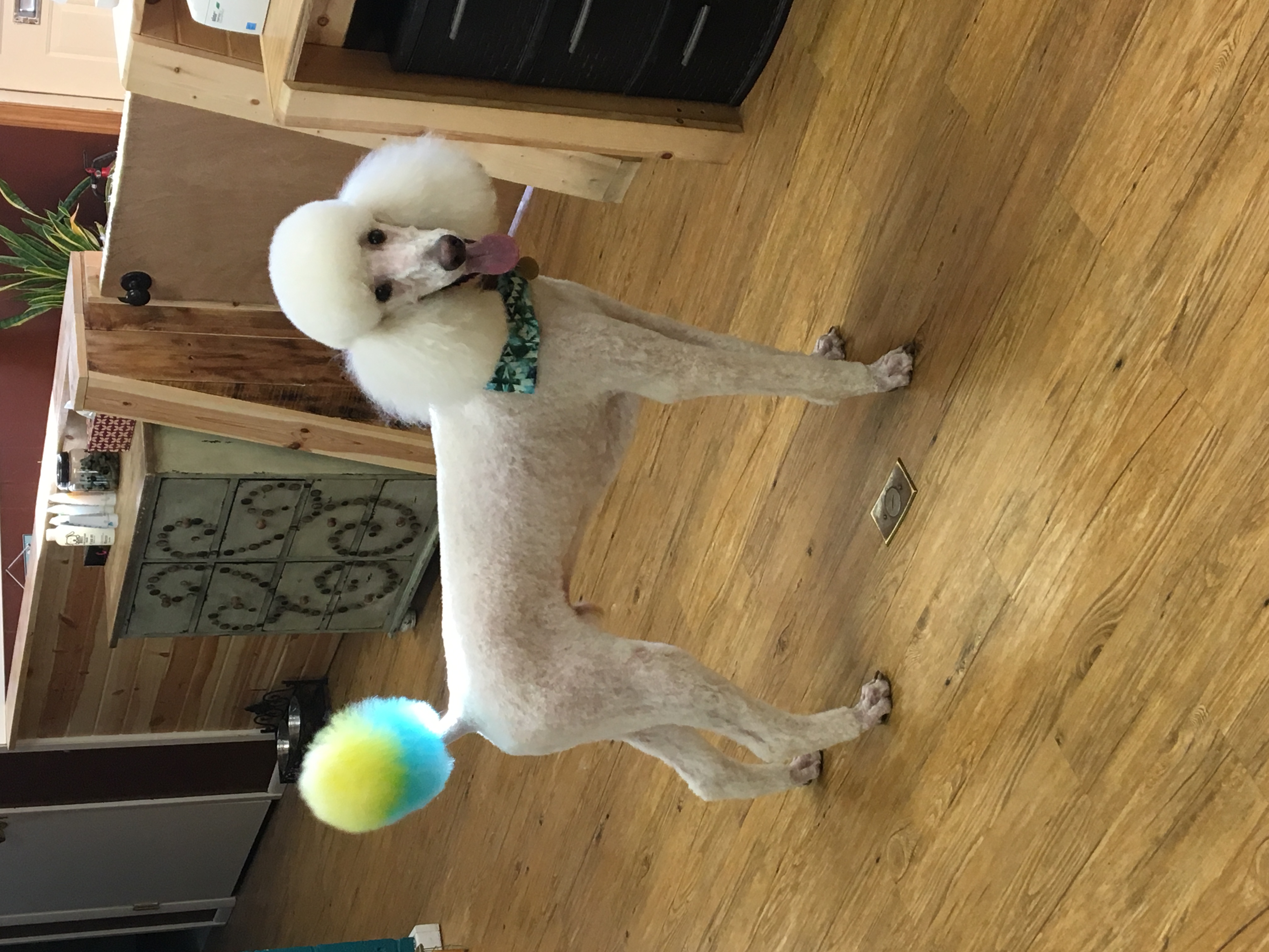 Dog Groomer Thiensville Two Tails Grooming Salon