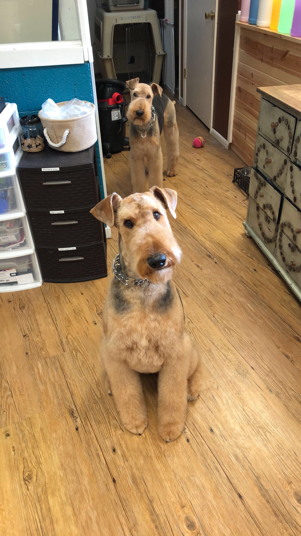 Dog Groomer Thiensville Two Tails Grooming Salon