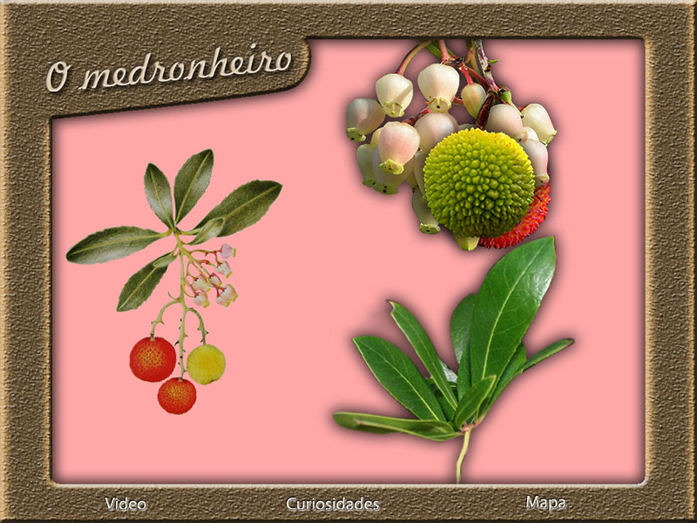 layout-800-x-600