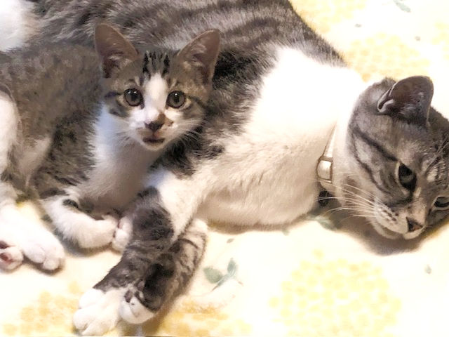 一瞬で保護欲を引き出すアメちゃんの技✨ 不安からおびえるのではなく、全身で甘えて仲間に入る“アメちゃん流の生き残り戦術”なのです。