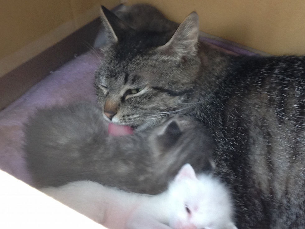 仔猫たちはまさにマリーちゃんの宝物――ひと舐めひと舐めに、あふれる愛がこもっている。その姿は、命を慈しむ優しさそのものでした。