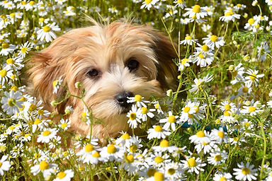 dog-8593014_1280.jpg