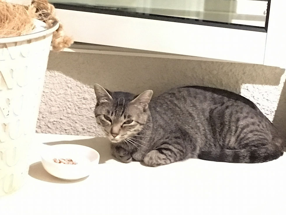 🌙 小さな身体を丸めて、静かに座るマリーちゃん。あの静けさの中に、彼女の深い想いがにじんでいるようでした。
