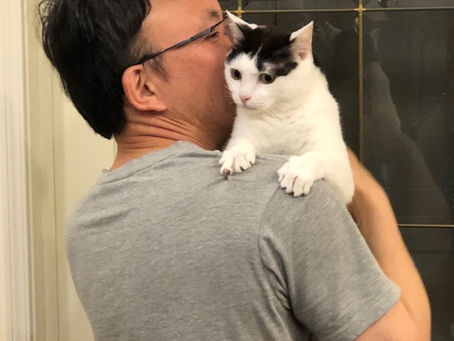【猫の脱走事件】ルーシーが飛び出した日と庭に出す理由