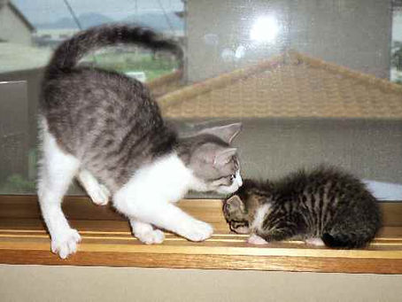 🐾キジ白猫たちが教えてくれたこと|命のつながりと、言葉を超えた心の対話