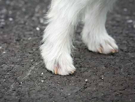 迷い犬