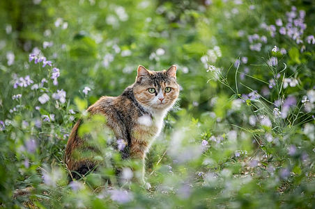 animal-7181776_1280.jpg