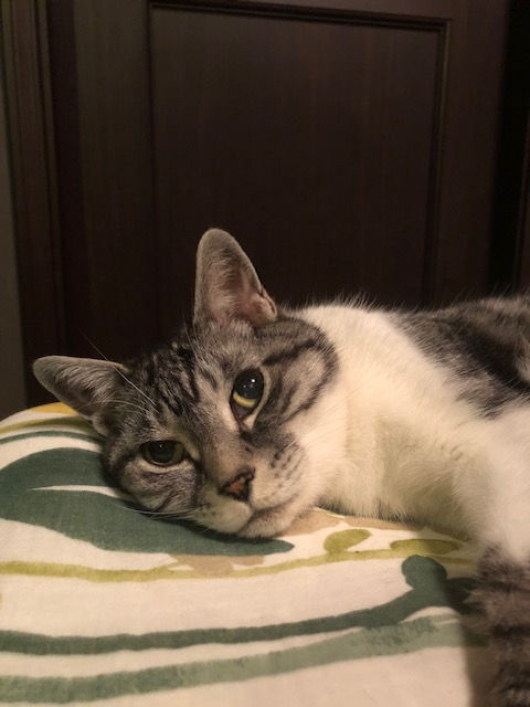 毎晩、決まって私の左側に寄り添い、そっと添い寝してくれるミード。その優しい仕草からは、深い愛情と安心感が伝わってきます。