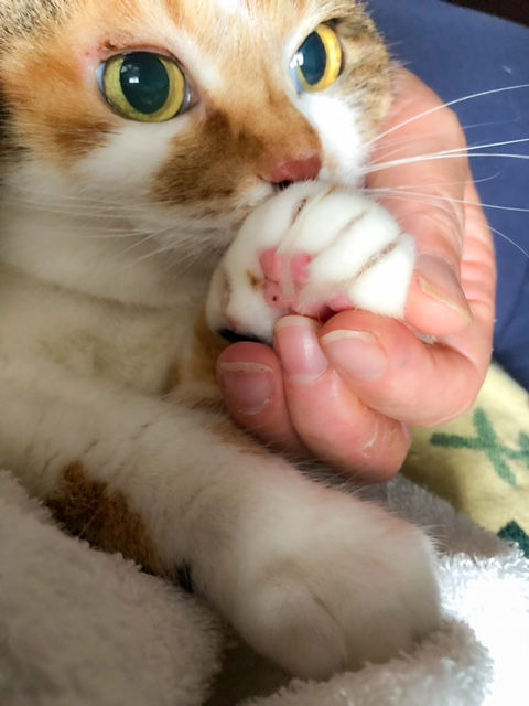 爪切り後のミシェル。好酸球肉芽腫の影響で、目もとにちょっと瘡蓋が出来ていますが、症状はずいぶん軽くなりました。