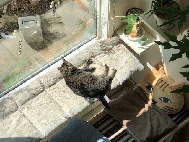 今日も一番いい場所で日向ぼっこをしています。外はめちゃくちゃ暑いけど、今年の夏からは快適に過ごせるね。