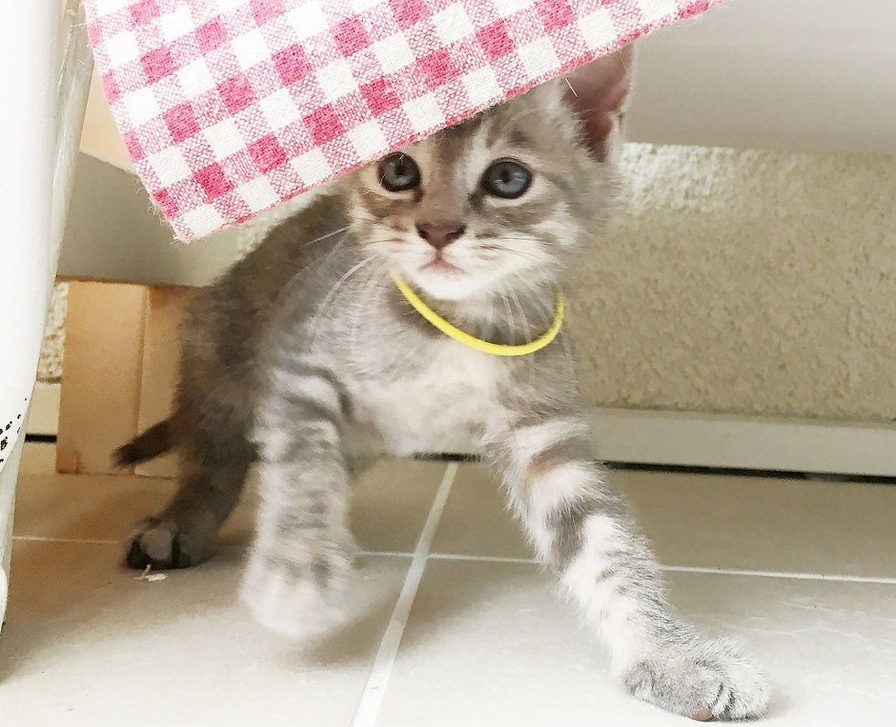 妊娠中のマリーちゃんに会いに来たパパ猫は、仔猫たちの面会にも来たのでしょうか