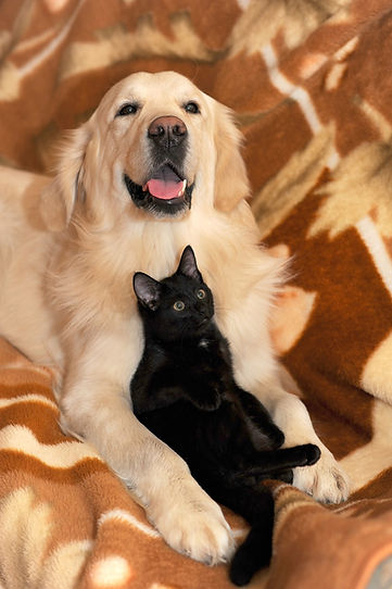 dog-and-cat-2908810_1280.jpg