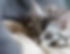 cat-7779237_1280.jpg