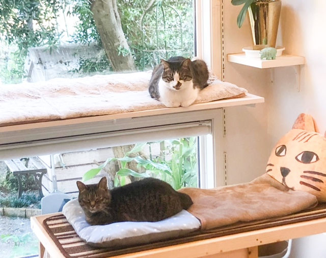 マリーちゃんを迎えて約半年。アメちゃんとマリーちゃんは、毎日、追っかけっこやプロレスをして遊んでます。