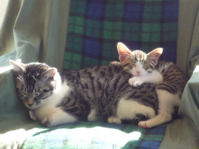 2009年仔猫のシュクレを迎えて、ミードがお兄ちゃんになった頃の写真。ミードは当時生後9か月くらいでしたが、まるでお母さんのようにかいがいしくシュクレの面倒をよく見ていました。